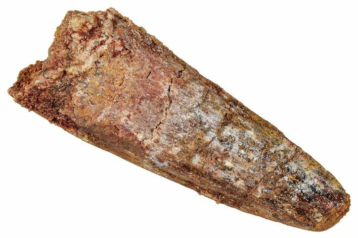 Fossil Spinosaurus Tooth - Real Dinosaur Tooth #357430